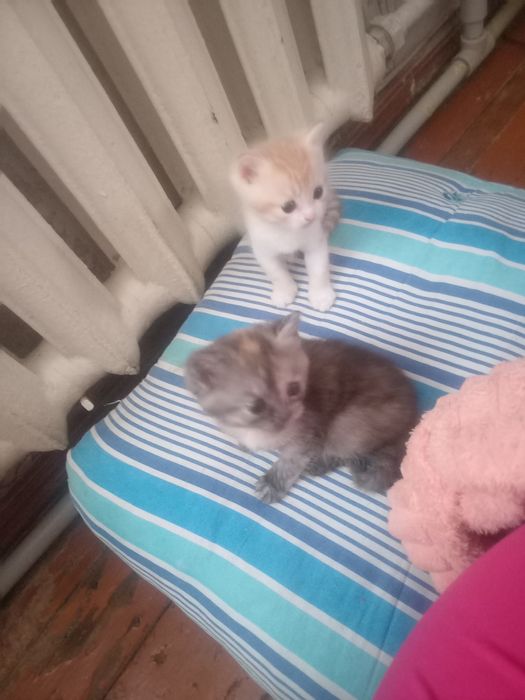 Отдам котят в добрые руки