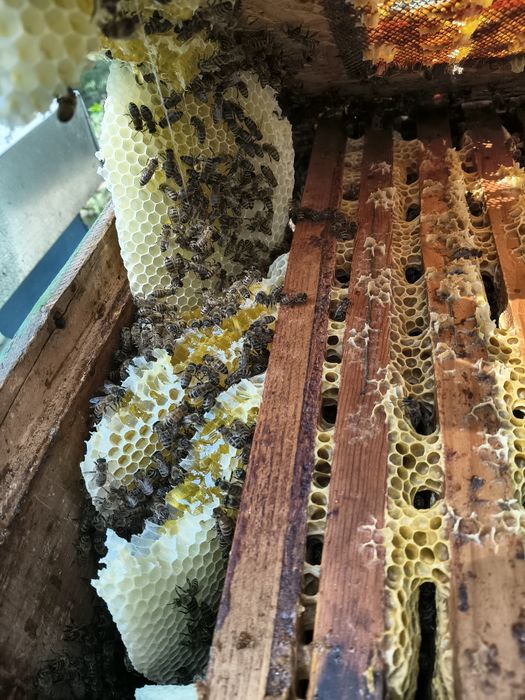 Miere de albine ,producător local!