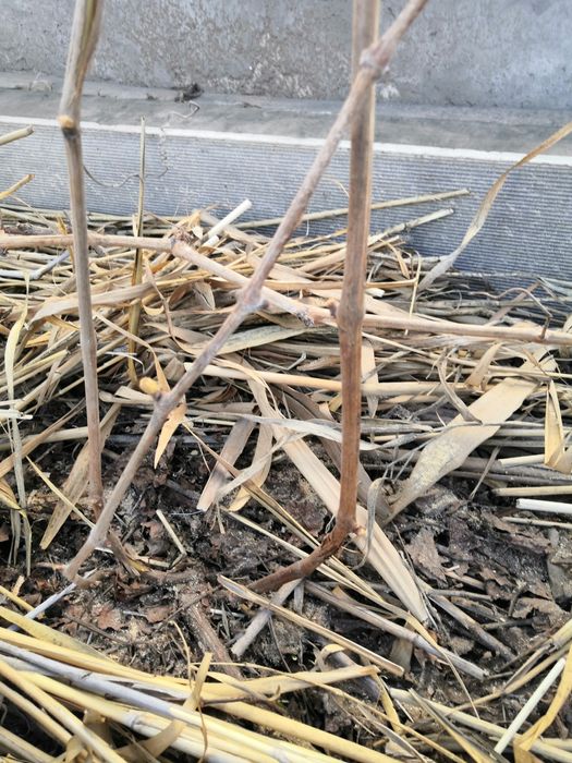 Виноград Киш-Миш чёрный