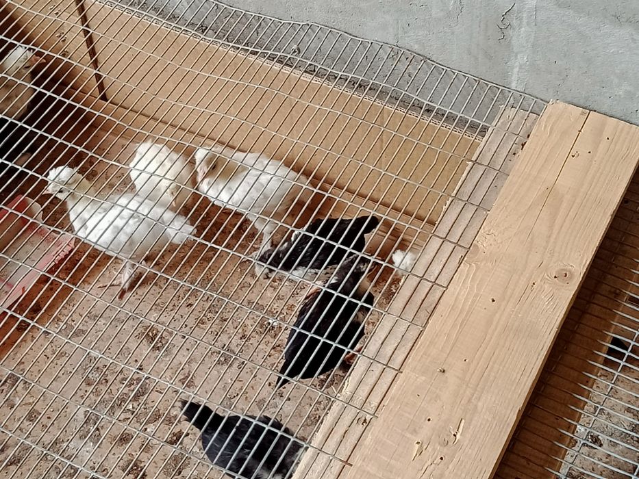 Продам цыплят карликовый