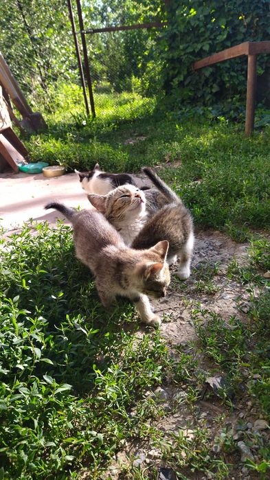 Котята домашние .