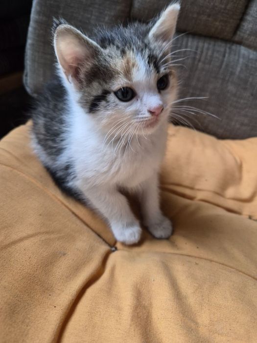 Подаряваме котенца