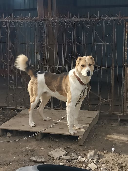 Продам төбет с хорошей кровей