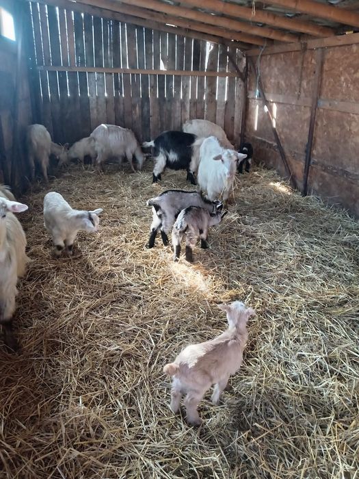 Vând 6 capre cu iezi