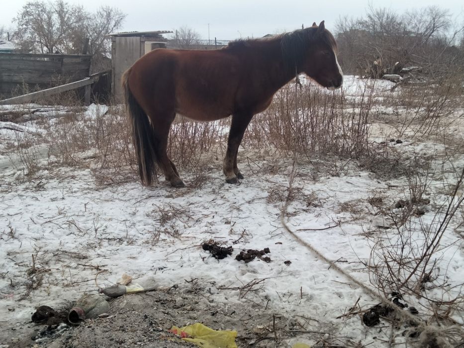 Продам лошадь 4 года