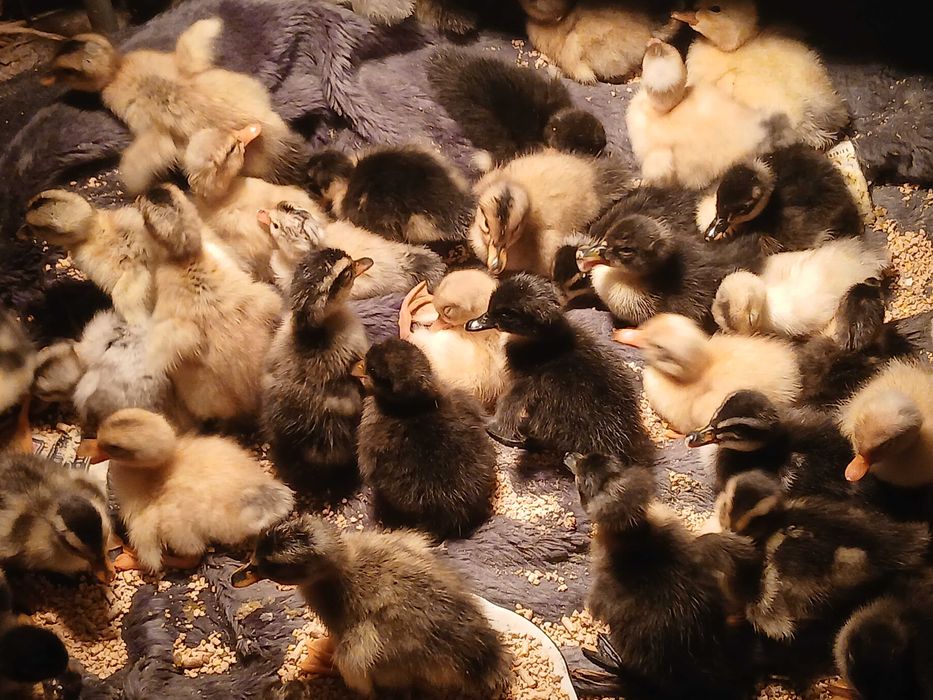 Boboci de rata de diferite marimi