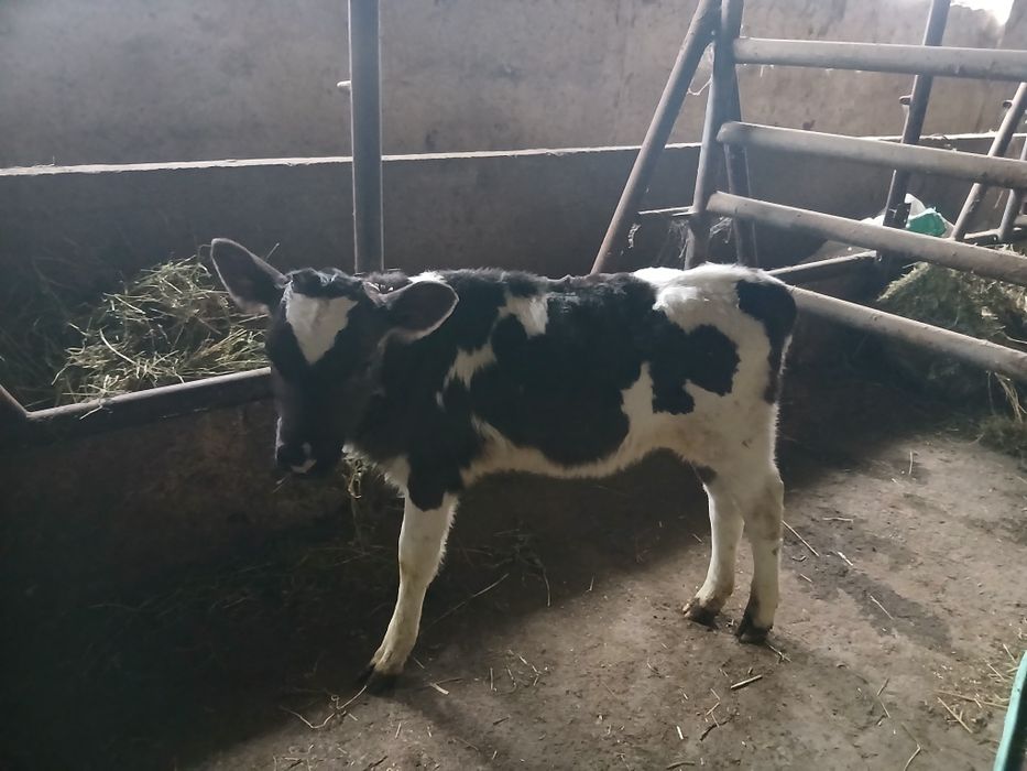 Свободно женско теле пред отбиване порода холщайн