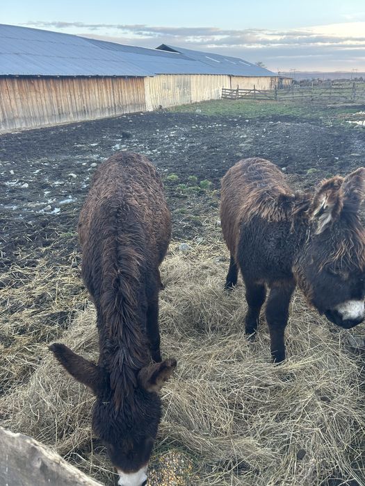 Vand magarită cu pui