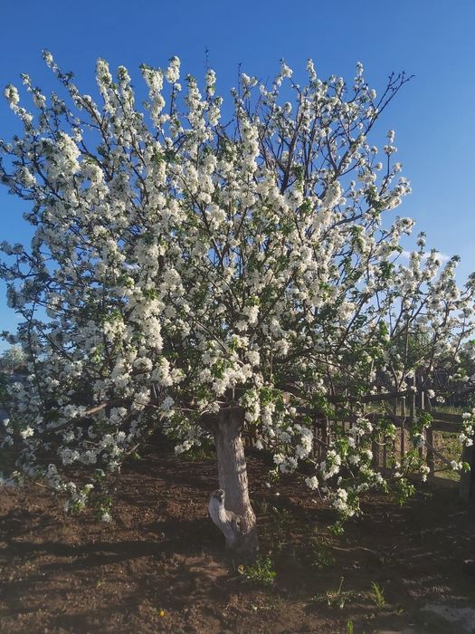 Продам  дачу в городе.