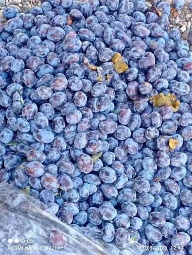 Prune de tuica de diferite soiuri
