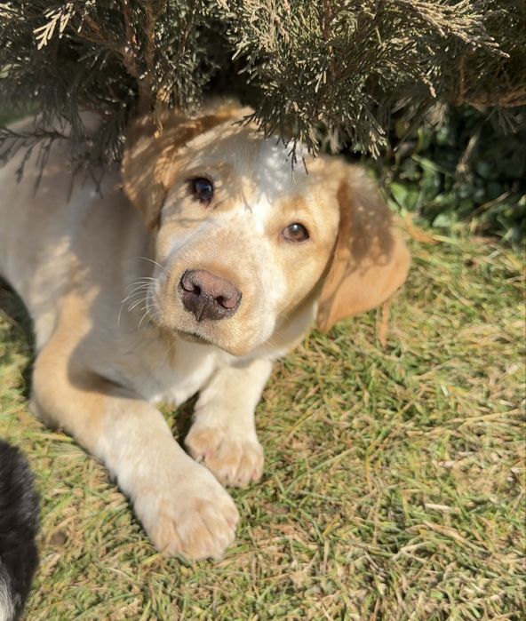 Щенок в добрые руки