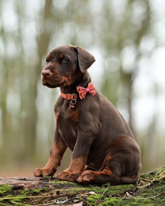 Европейски доберман  European Doberman