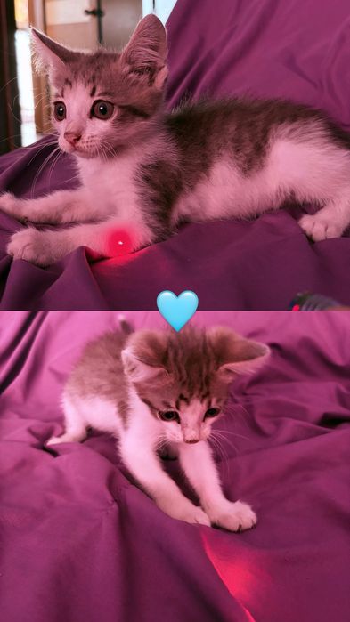 Милые котята ищут дом