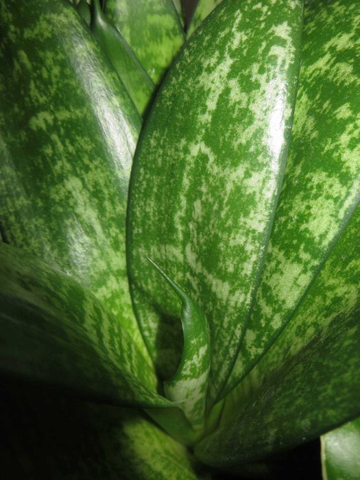 Мыльница Canon IXUS 255HS