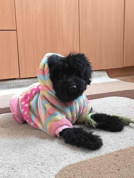 Карликовый пудель