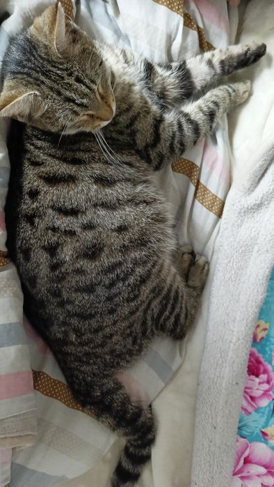 Ищю хороших хозяев