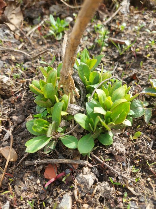 Флокс многолетник