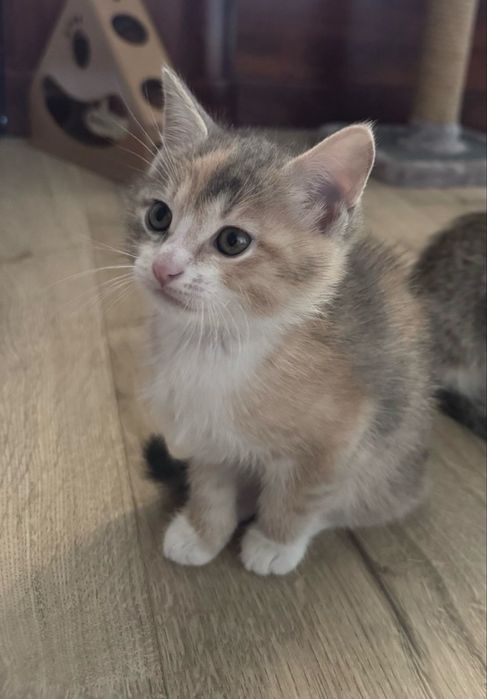 Отдам котенка бесплатно