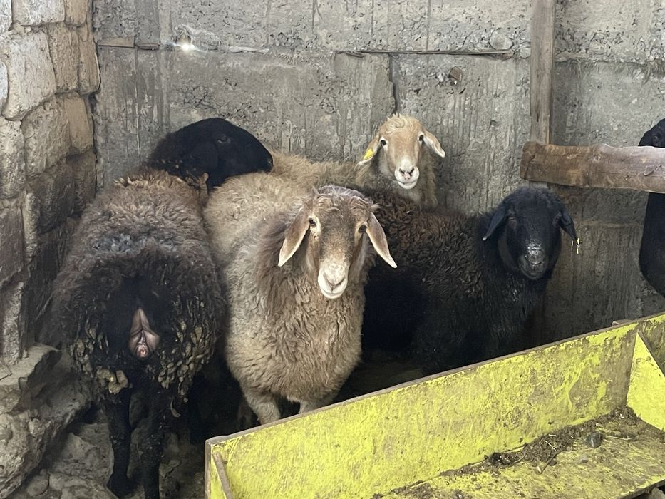 6 бас Бордақы саулық қойлар Семіз