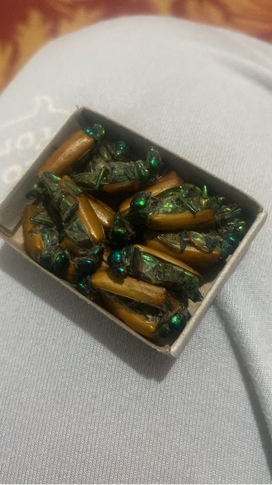 Емдік алтын қоңыз