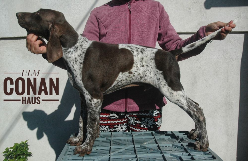 Brac german,mascul 5 luni