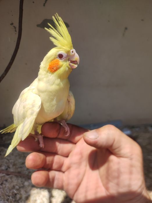 Продам молодых корел ручные