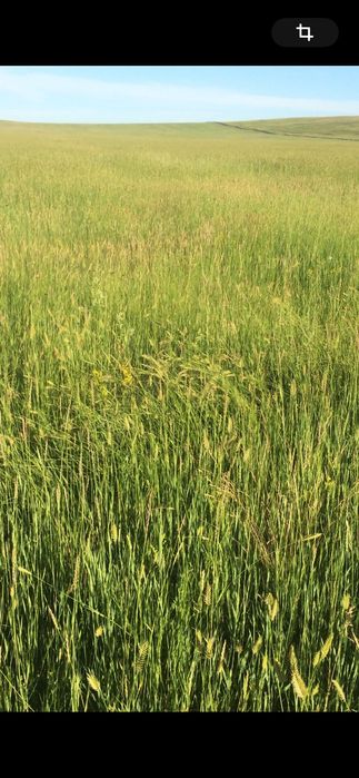 Сено,тюк,трава,корм