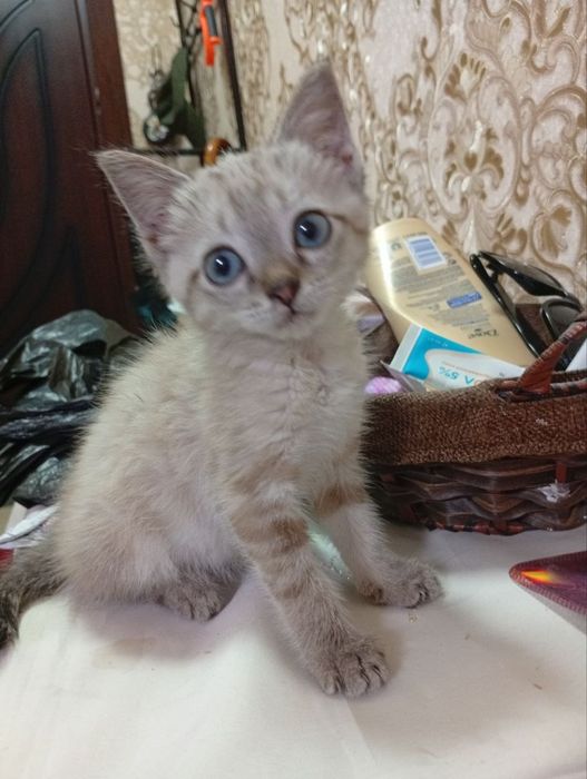 Котёнок Линкс Поинт в добрые руки