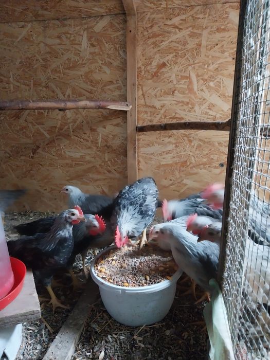 Italiană argintie pui 3,5 luni
