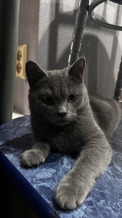 отдам кота 8 месяцев