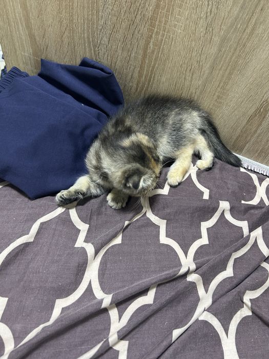 Продам девочку вислоухую