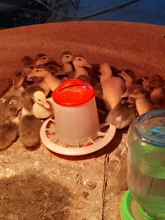 Утята индоутки"шипуны"