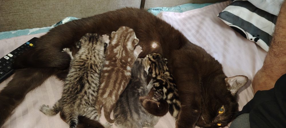 Котята на продажу