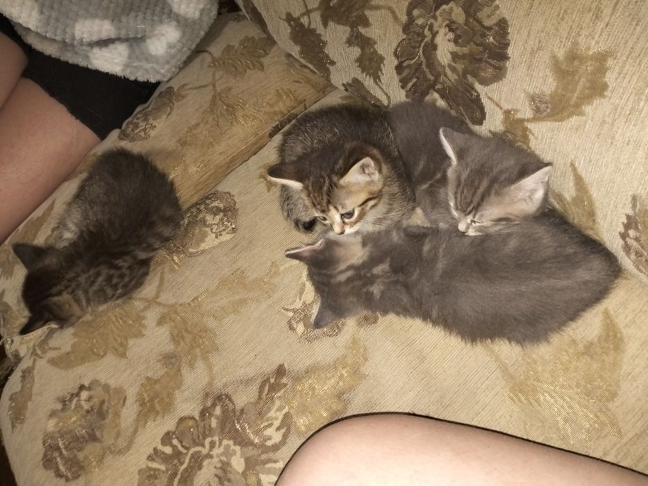 Отдам котят бесплатно