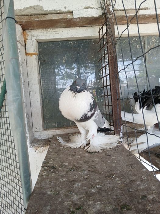 3 masculi gusati