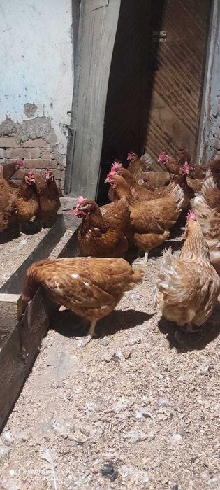продаются куры несушки Ломан браун