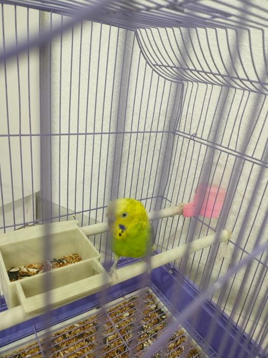 Попугай волнистый