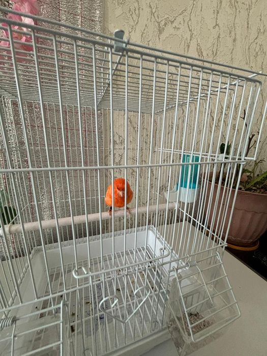 Канорейка Красный самец