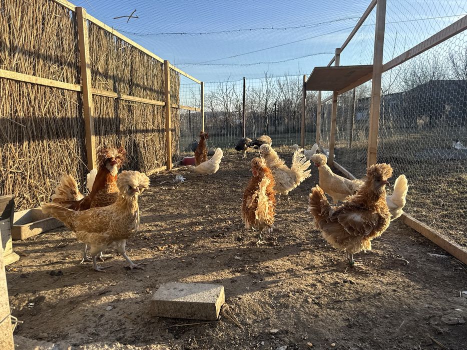 oua motata olandeza paduana