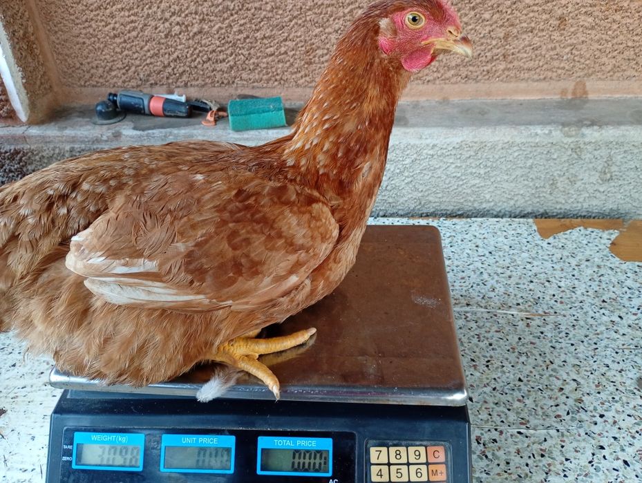 Vând puicuțe mixte