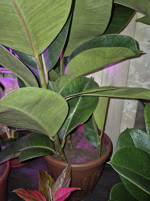 Фикусы разные сорта