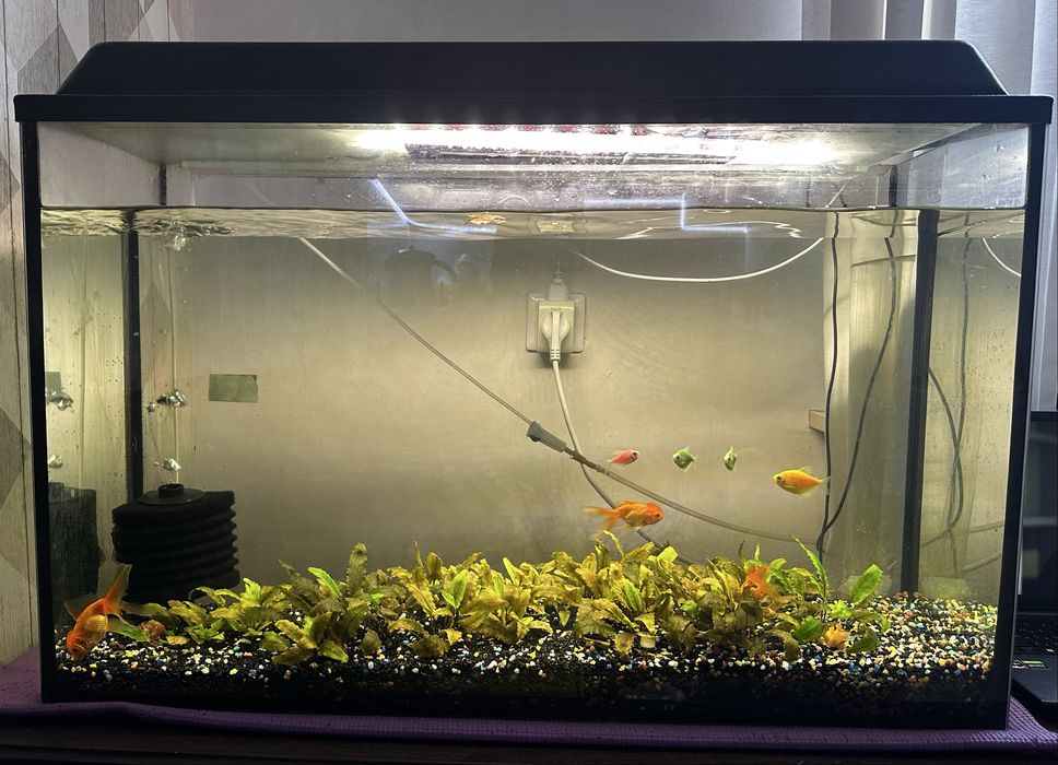 Аквариум для дома