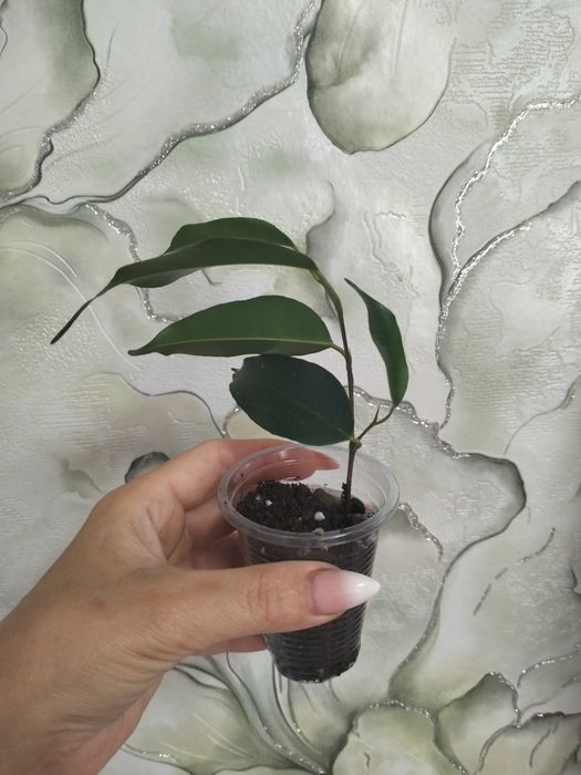 Продам комнатные цветы