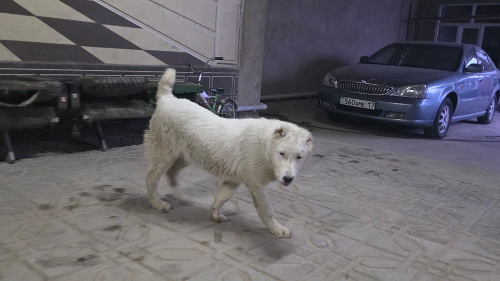 Продам щенка породы Алабай