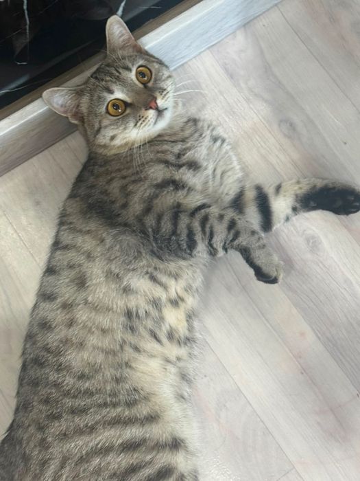 Кот вязка шатланский прямоухий
