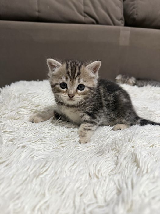 Вислоухие котята