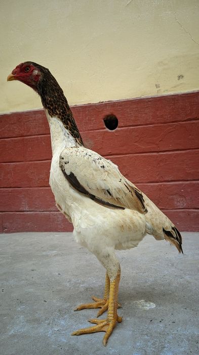 Кореец мекен сатылады