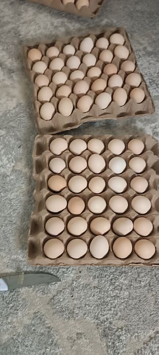 Бройлер жұмыртқасы яйца