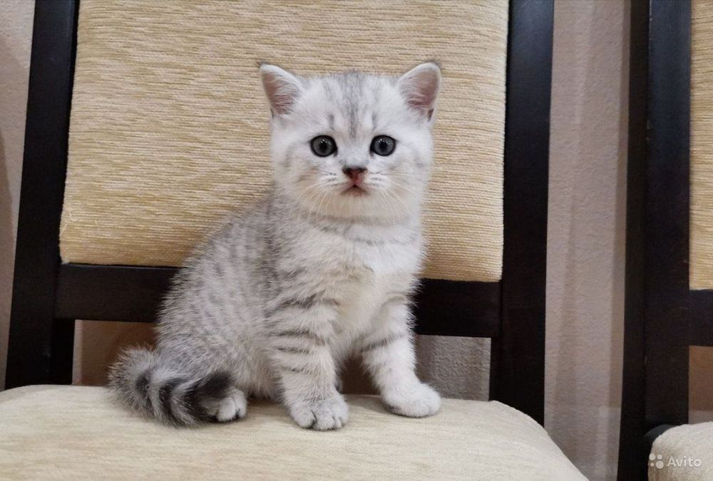 Шотландские котята