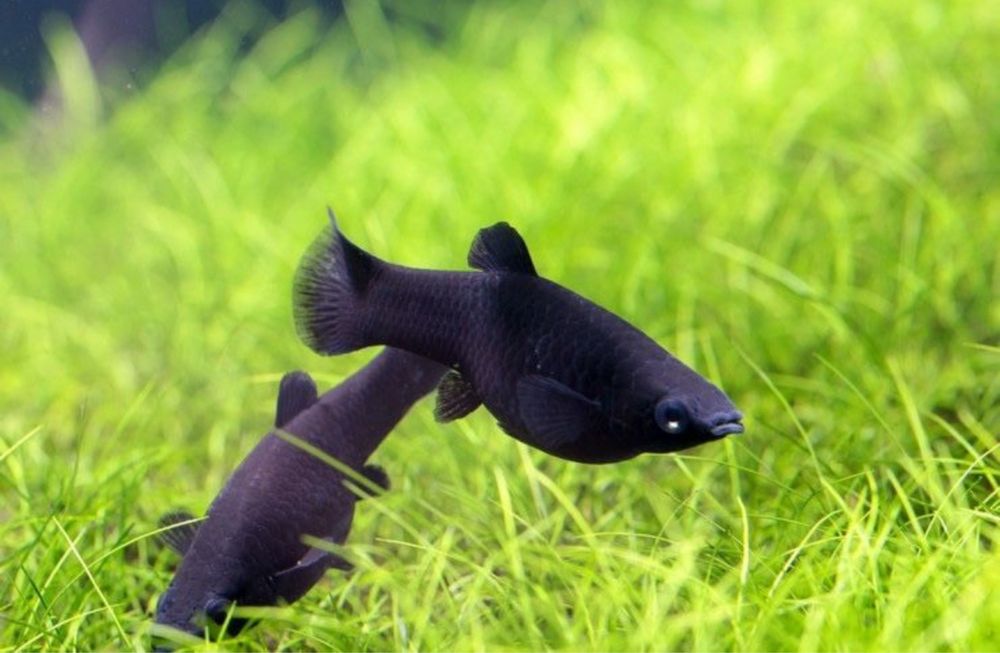 Продам рыбки мирный